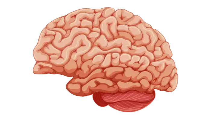 Brain